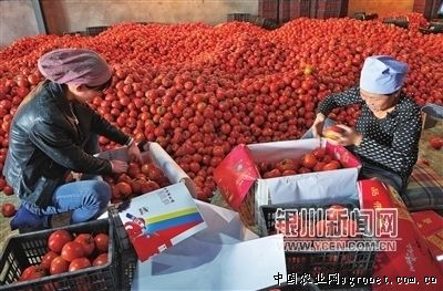 富贵粉王西红柿供应信息