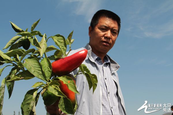台湾西兰花种子公司