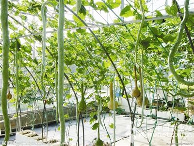 高山蕨菜种植技术