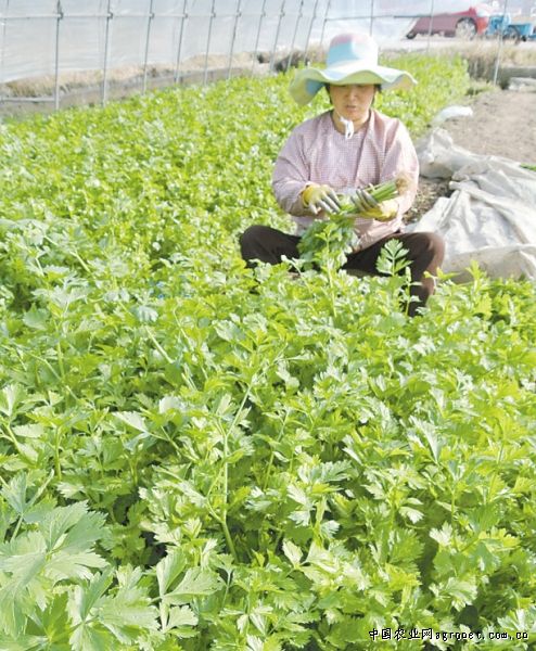 汉中冬韭种植技术