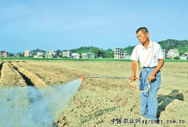 蔓生刀豆育种技术