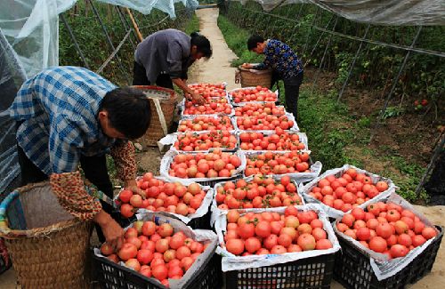 西红柿品种大全