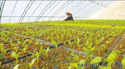 黑龙江土豆种子价格