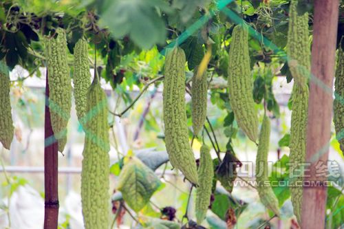种丝瓜的种植方法