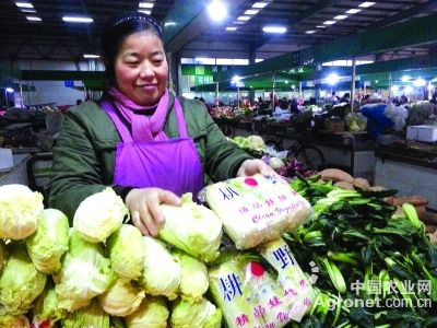 韩国黄心白菜产地价格