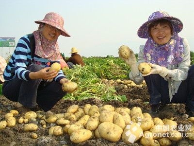 商薯19红薯品种介绍