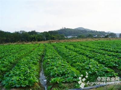 野芹菜种植技术