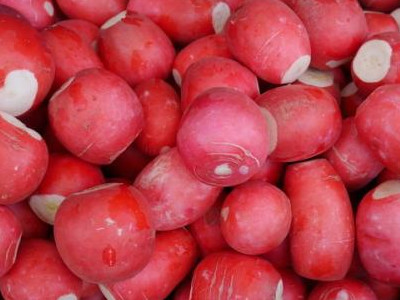 大紫红莲藕种植技术