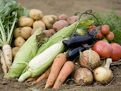 龙九红薯种植与管理