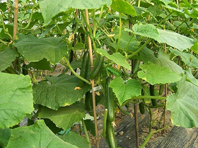 芹菜种植