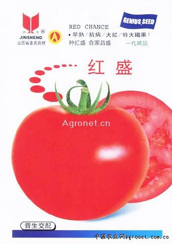 新疆裕民县万亩“小番茄”种出“大效益”