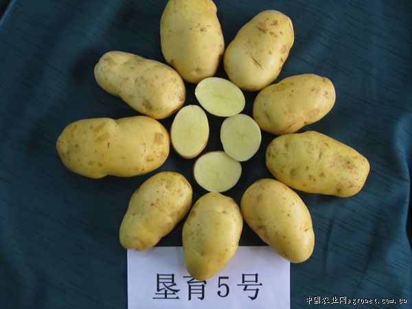 越南番薯合作社