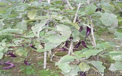 牛角椒种植时间
