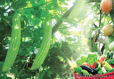 美玉松85天花椰菜种子