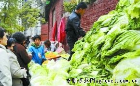 红叶生菜种植利润