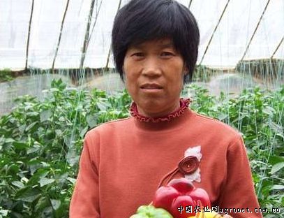 北京新三号白菜种植技术要点