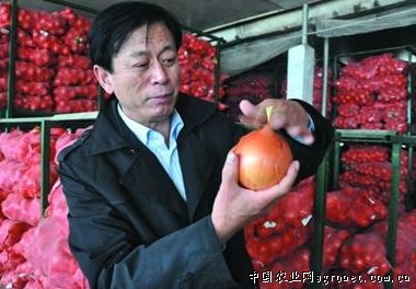 水果西红柿市场