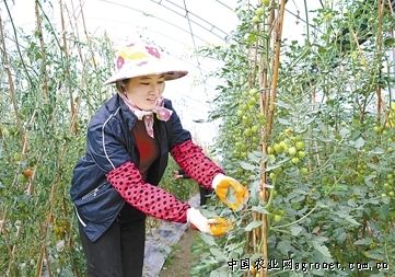 东川蒜苔贮藏方法