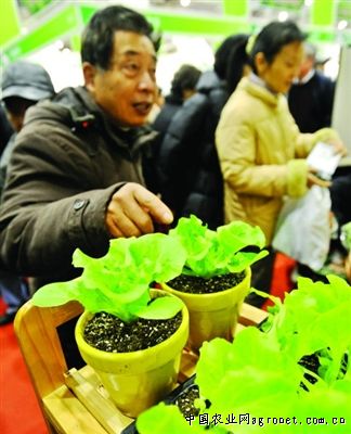 陇南武都蔬菜总产值达3.6亿元