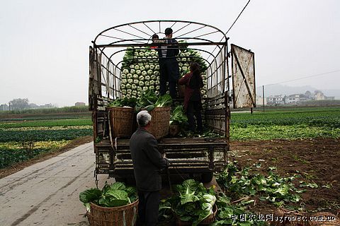 南京市天马西红柿基地