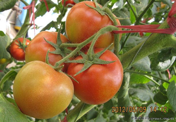 72-69西红柿贮藏方法
