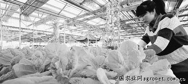 白水畈萝卜种植技术