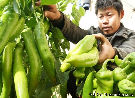 宁波蔬菜价格坐上“直升机” 小青菜每公斤20元