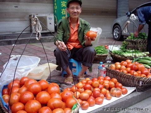 西红柿保鲜技术