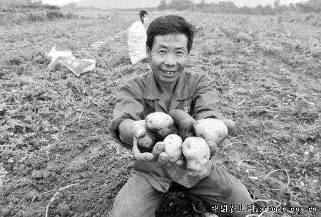 沔城藕种子