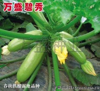 中叶铁杆青香菜种植方法