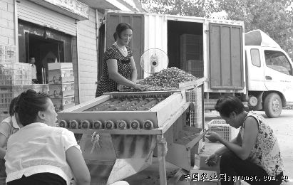 福建漳州保鲜蔬菜出口逆势增长