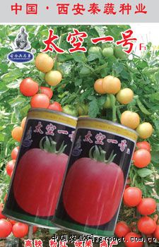 大红番茄108价格