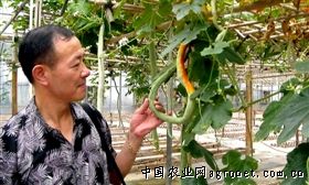 椴木香菇种植视频
