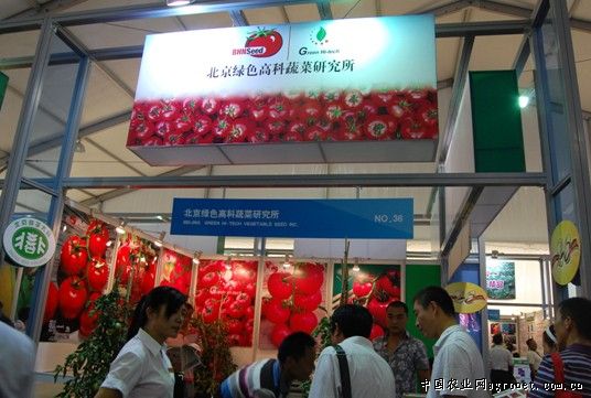 台湾丝瓜种植技术