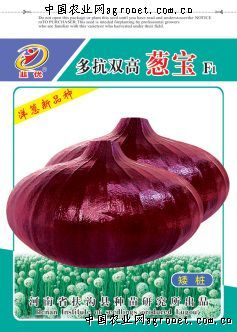 广紫薯8号