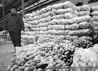 浙薯13红薯产地批发价格