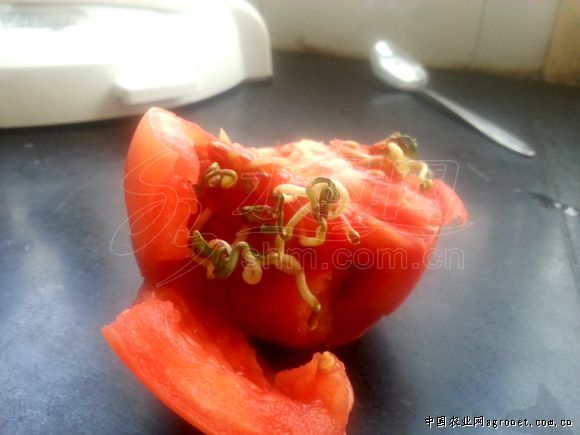 线茄品种