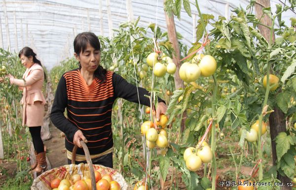 西红柿滴灌施肥技术