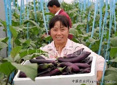 紫眉豆种植