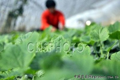 云南省魔芋种植基地