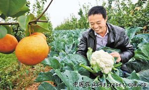 山西岚县小土豆做成大产业