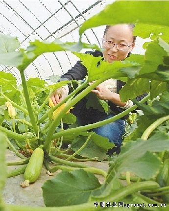 北京红红薯病虫害及防治