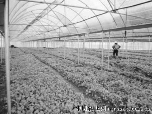 杭茄种植基地