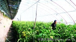 京科糯368玉米种植技术