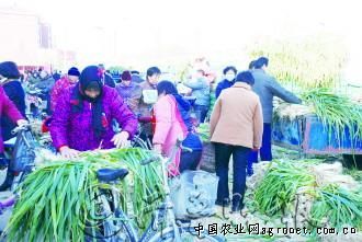 中华巨葱种多少钱一斤