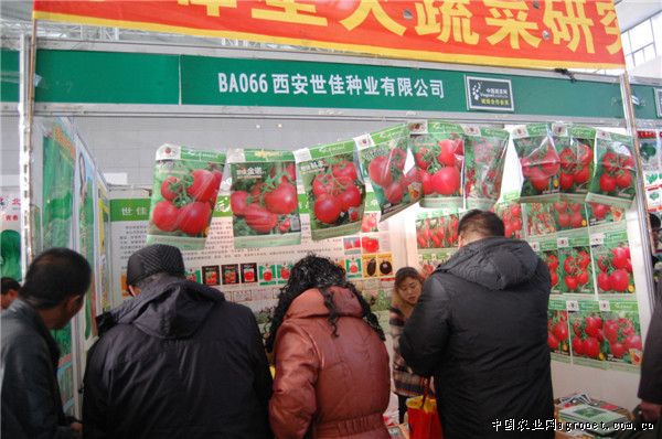北京香菜施肥技术