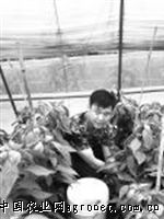 竹筒青莴笋的种植技术