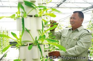 鲜竹荪施肥技术