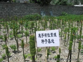 大青豆病虫害防治。