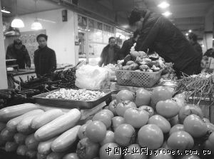 魔芋种子多少钱一斤